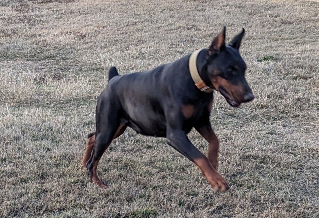 100% European Doberman Pinscher Puppies breeder image 4