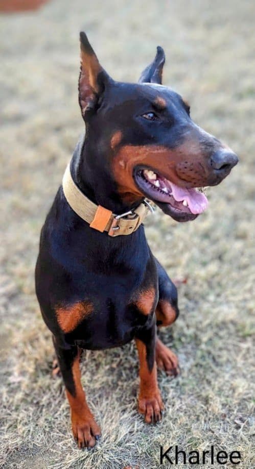 100% European Doberman Pinscher Puppies breeder image 1