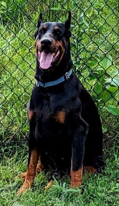 100% European Doberman Pinscher Puppies breeder image 2