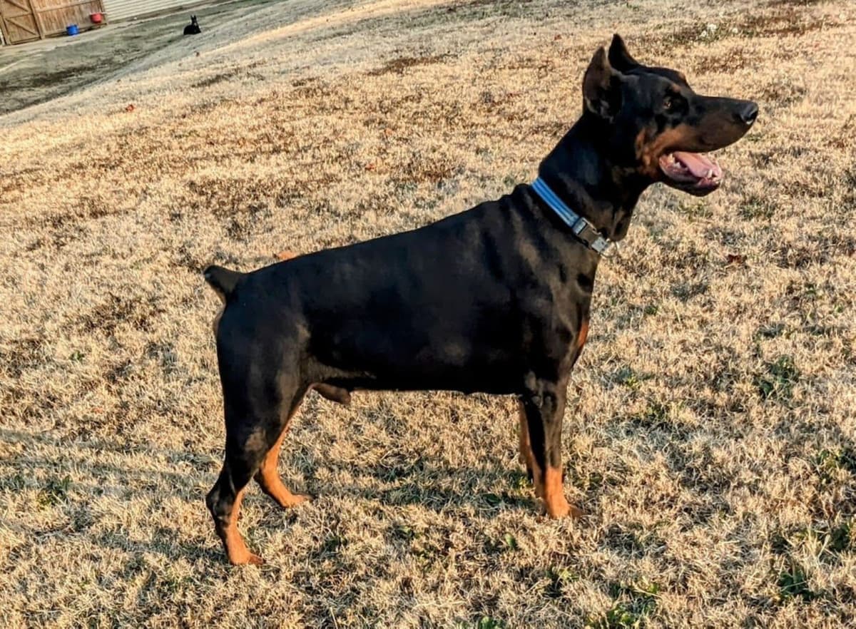 100% European Doberman Pinscher Puppies breeder image 3