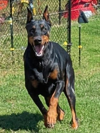 100% European Doberman Pinscher Puppies breeder image 5