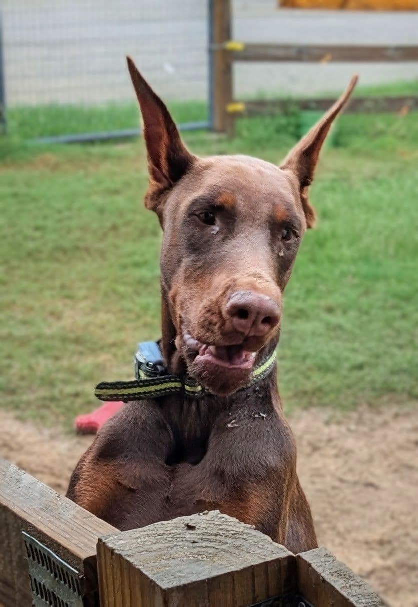 100% European Doberman Pinscher Puppies breeder image 6