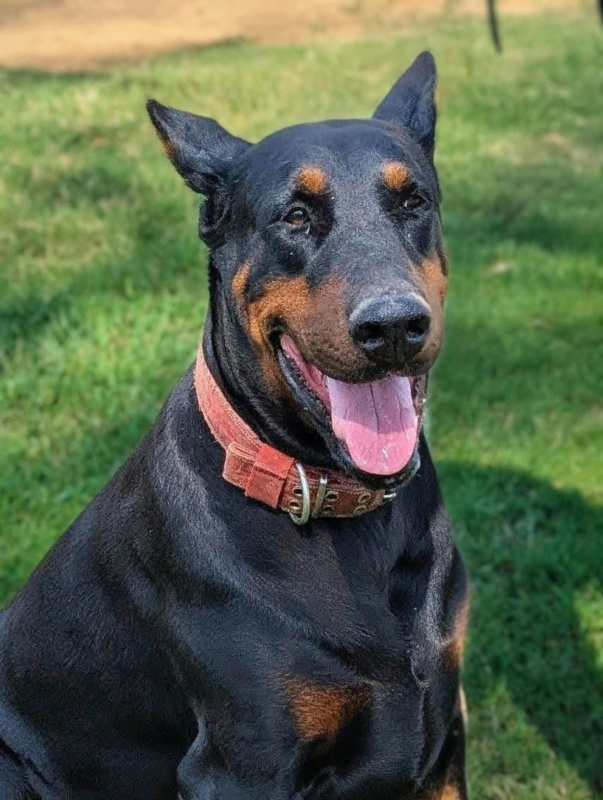 100% European Doberman Pinscher Puppies breeder image 8