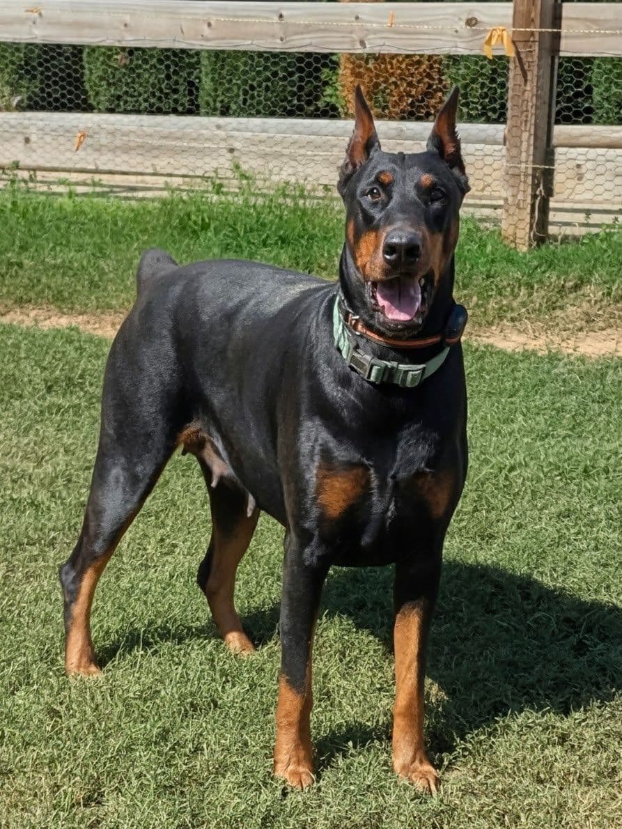 100% European Doberman Pinscher Puppies breeder image 10
