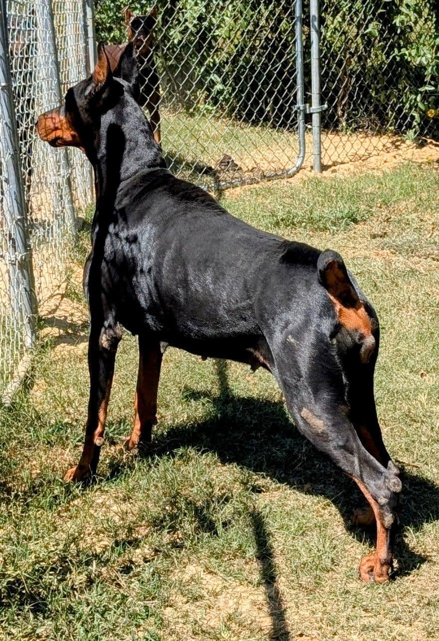 100% European Doberman Pinscher Puppies breeder image 11