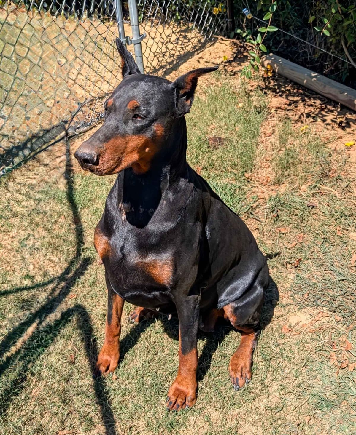 100% European Doberman Pinscher Puppies breeder image 13
