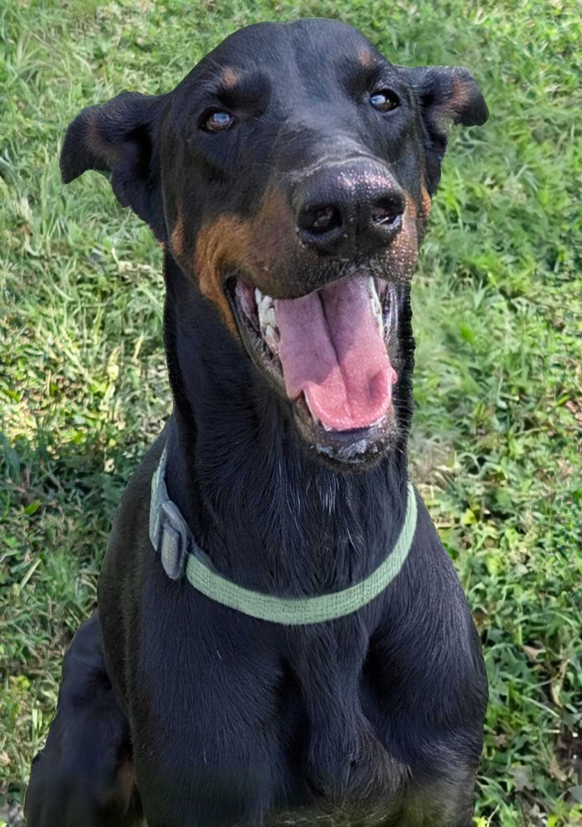 100% European Doberman Pinscher Puppies breeder image 12