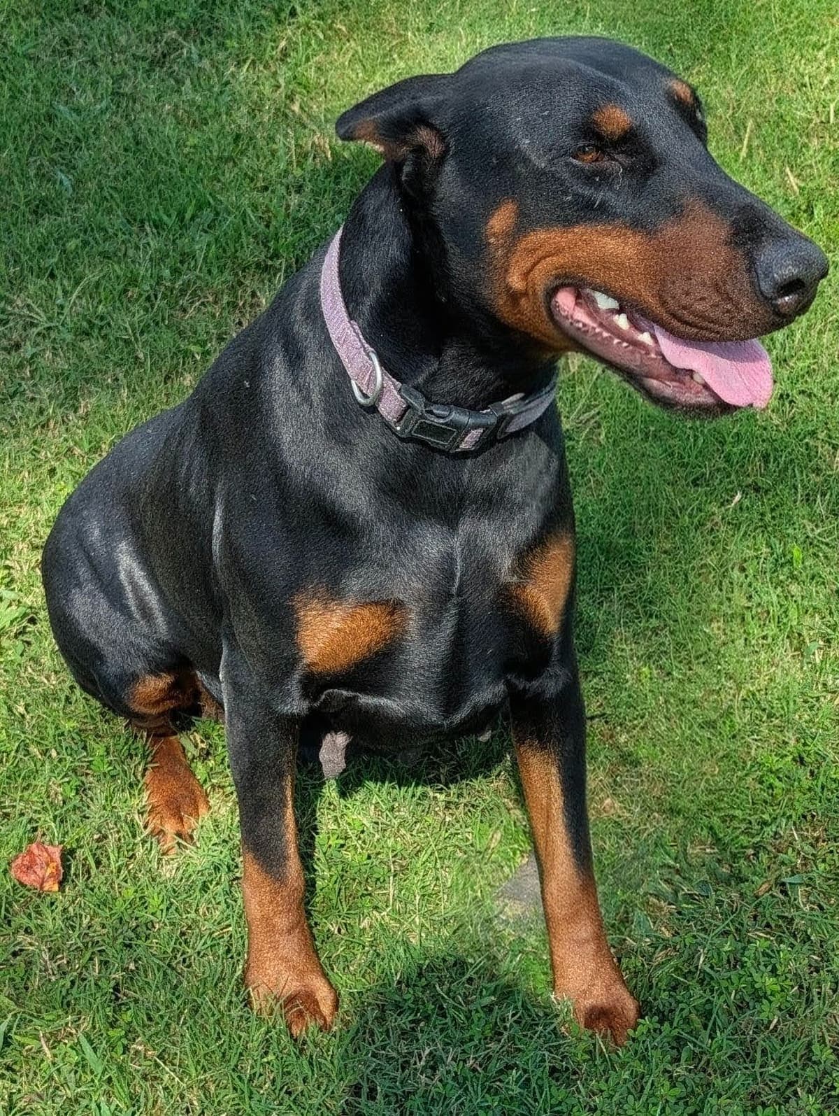 100% European Doberman Pinscher Puppies breeder image 14