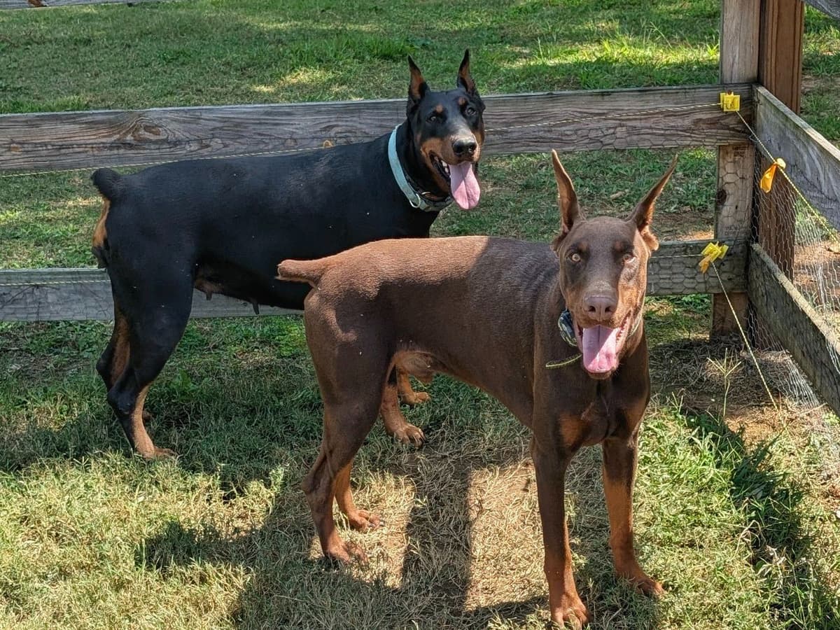 100% European Doberman Pinscher Puppies breeder image 15