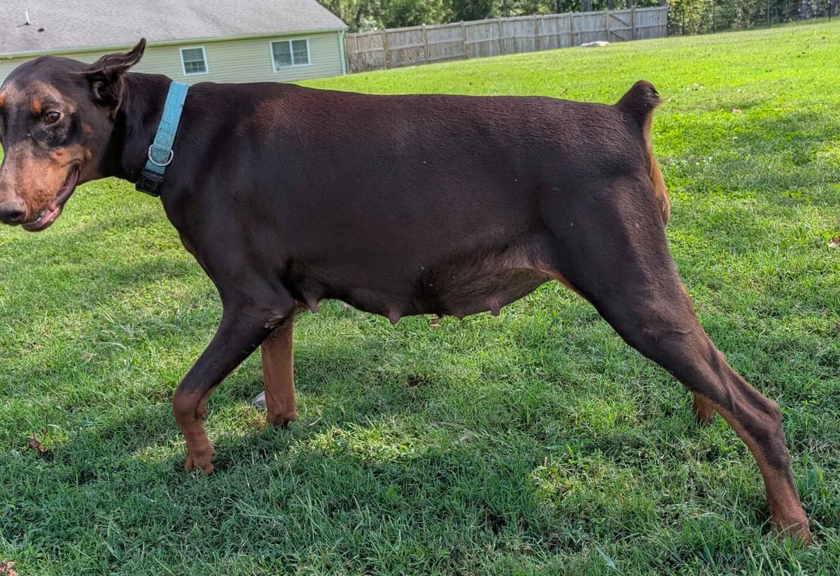 100% European Doberman Pinscher Puppies breeder image 16