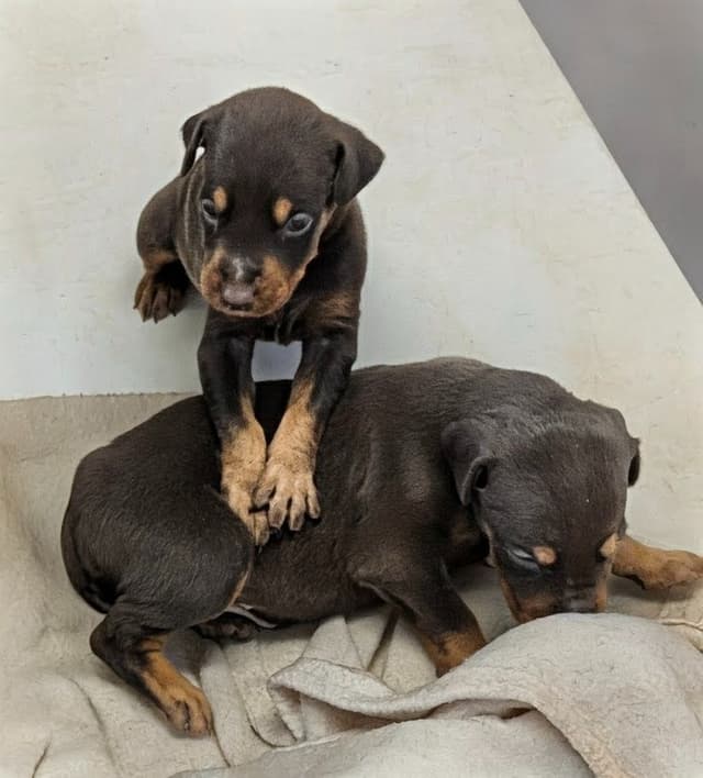 Doberman Pinscher Puppies media 2