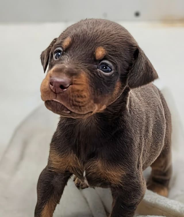 Doberman Pinscher Puppies media 3