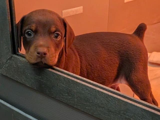 Doberman Pinscher Puppies media 5