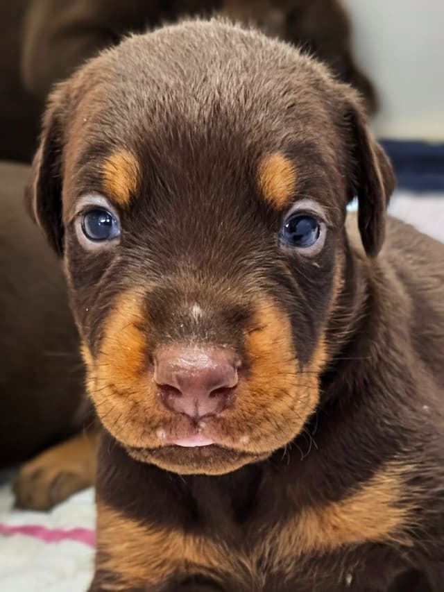 Doberman Pinscher Puppies media 4