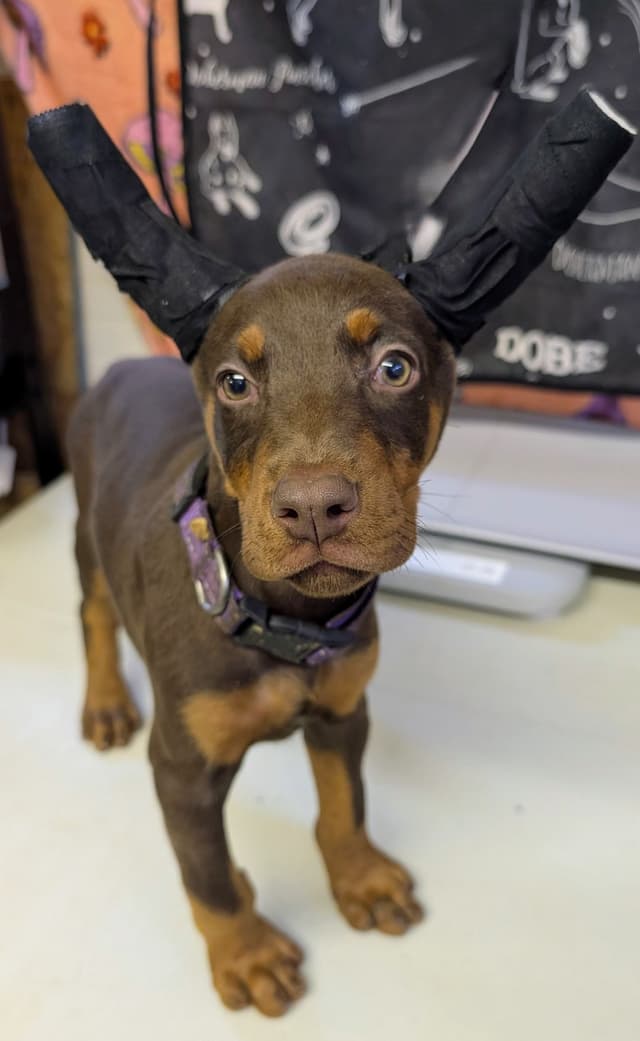 Doberman Pinscher Puppies media 6