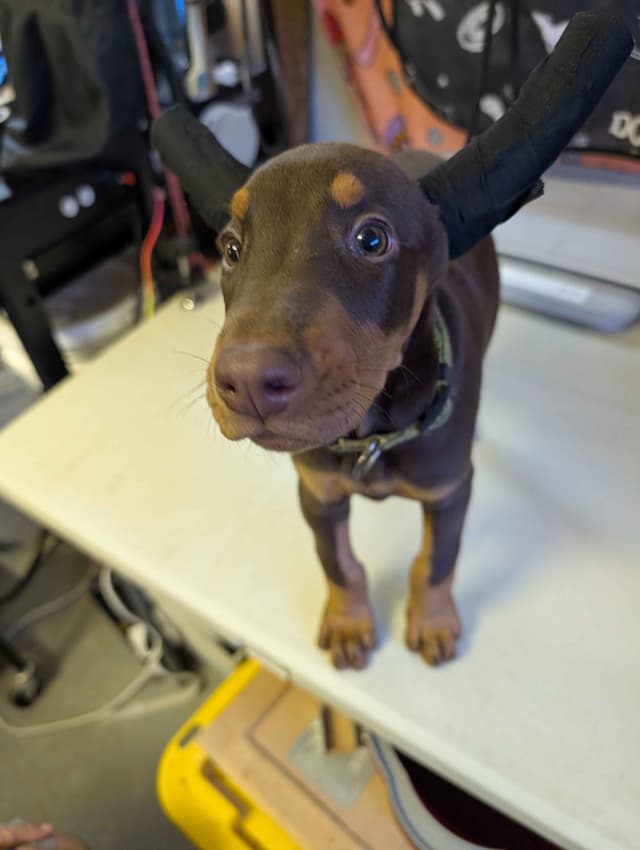 Doberman Pinscher Puppies media 9