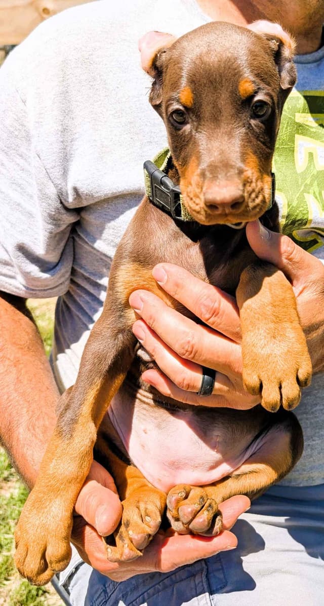 Doberman Pinscher Puppies media 8