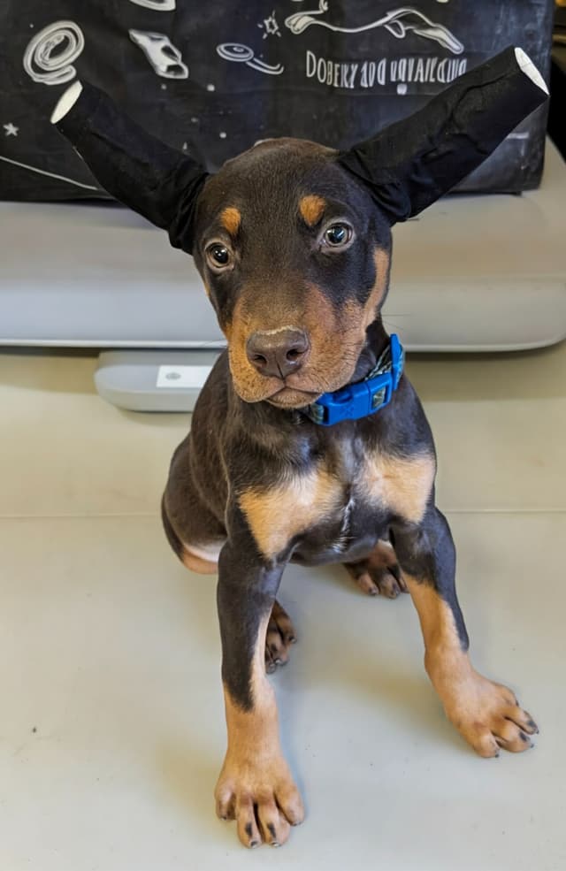 Doberman Pinscher Puppies media 7