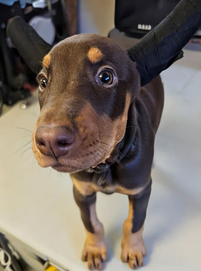 Doberman Pinscher Puppies media 11