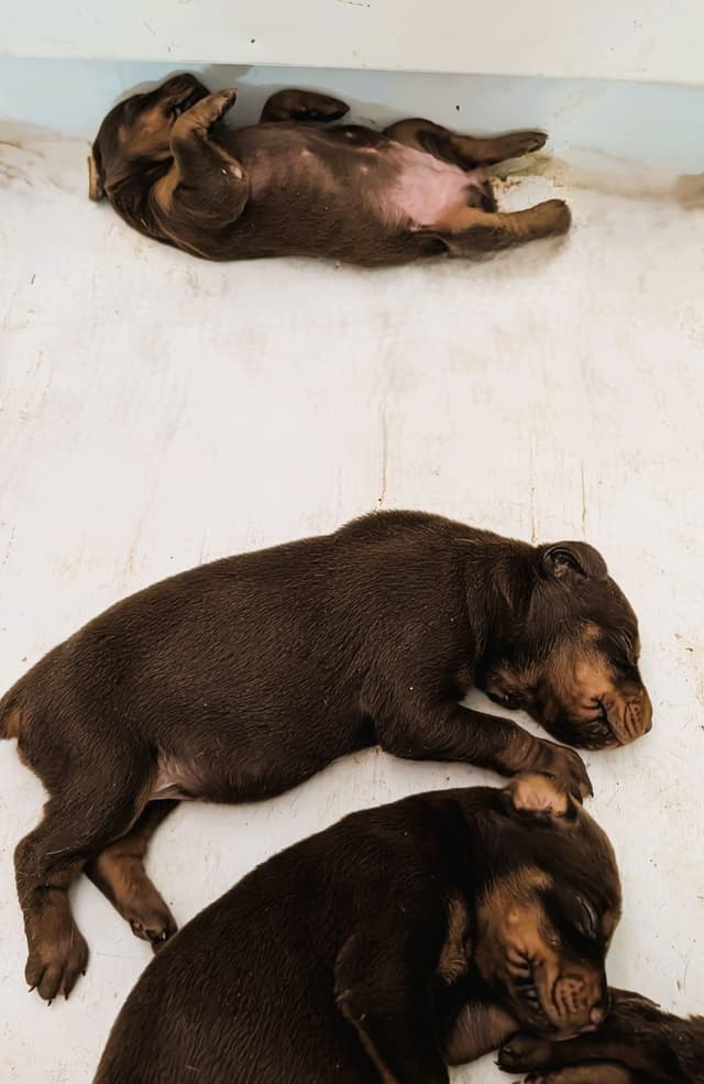 Doberman Pinscher Puppies media 10