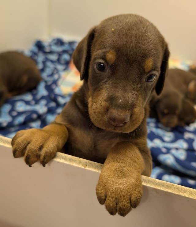 Doberman Pinscher Puppies media 14