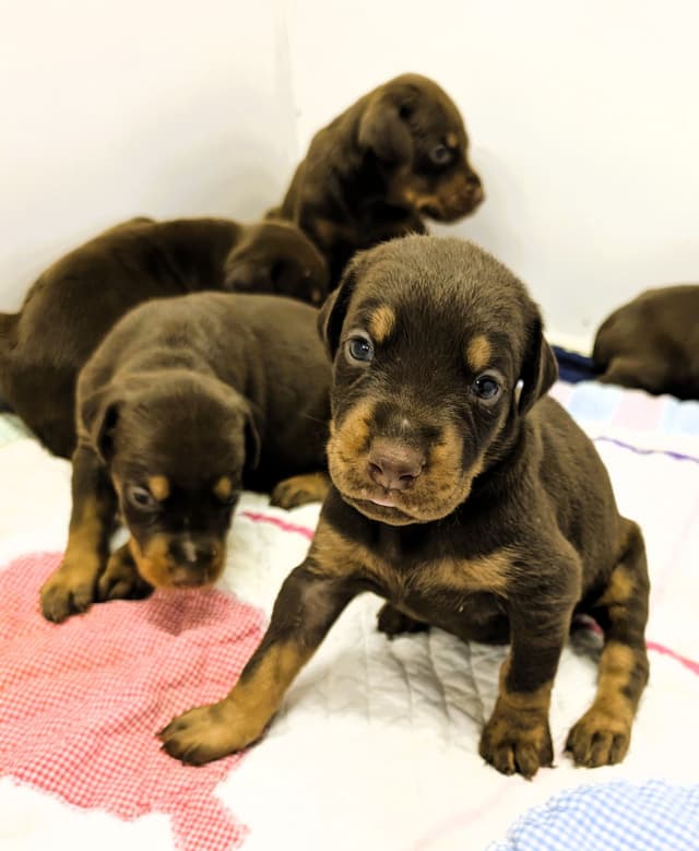Doberman Pinscher Puppies media 15