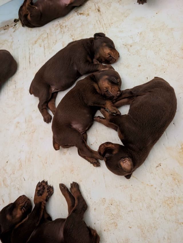 Doberman Pinscher Puppies media 19