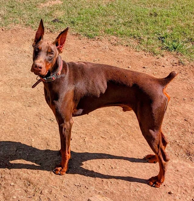 Doberman Pinscher Puppies media 18