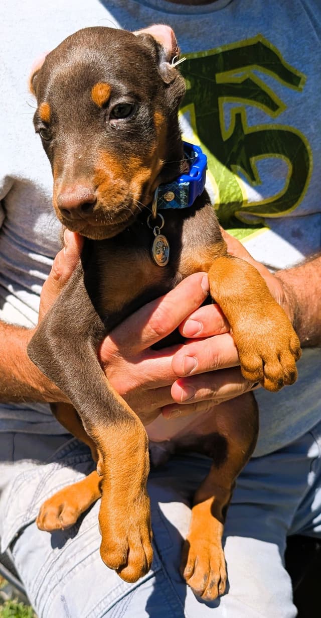 Doberman Pinscher Puppies media 17