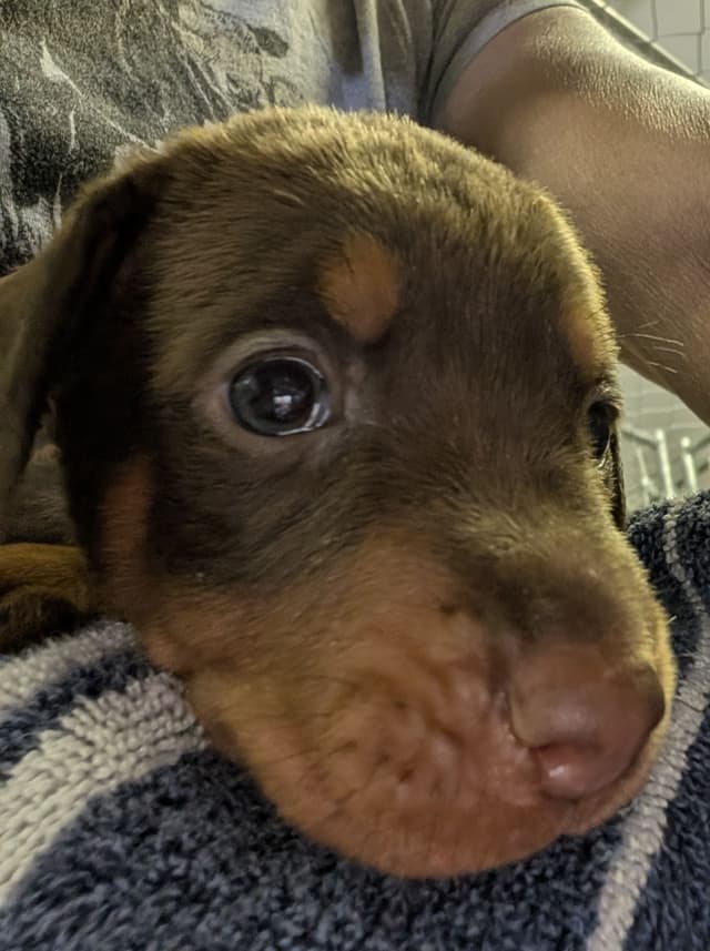 Doberman Pinscher Puppies media 20