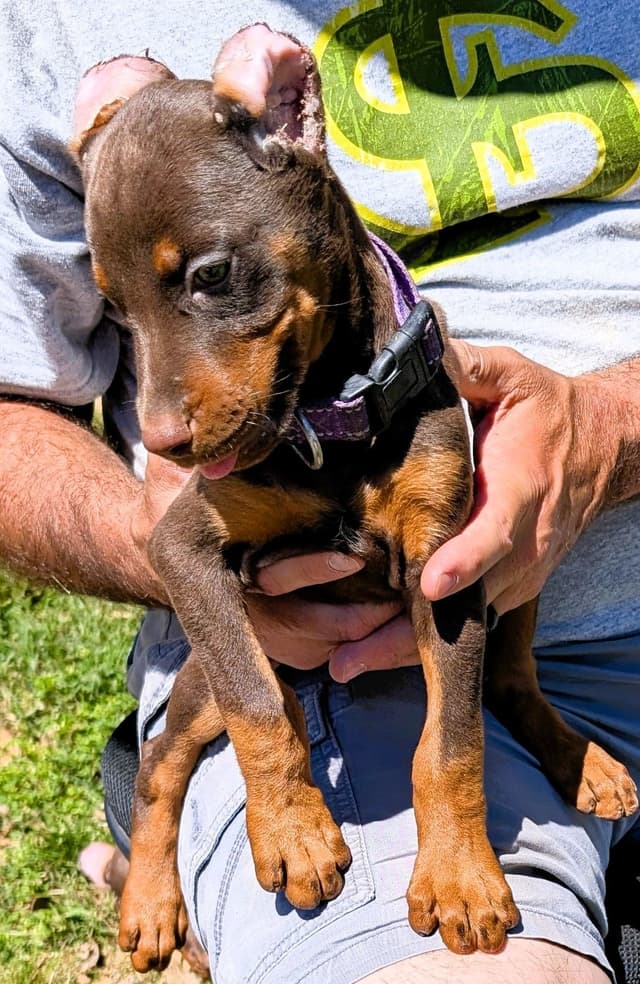 Doberman Pinscher Puppies media 22