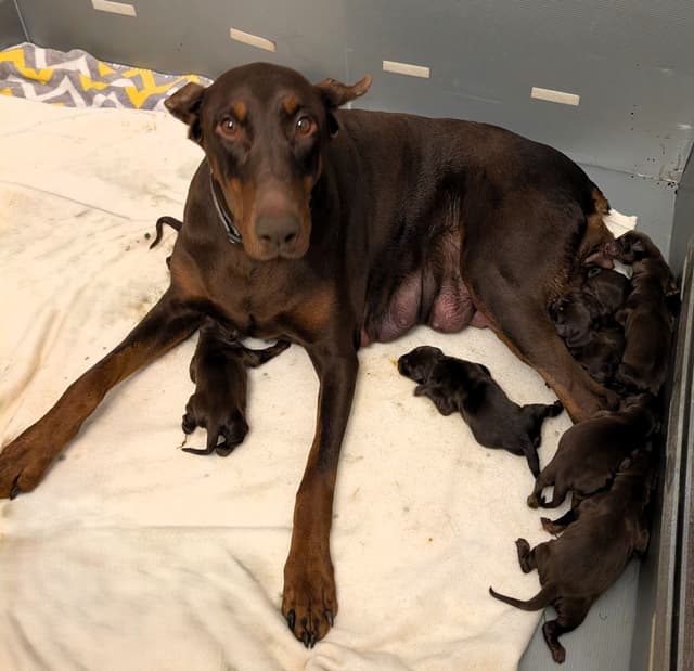 Doberman Pinscher Puppies media 23