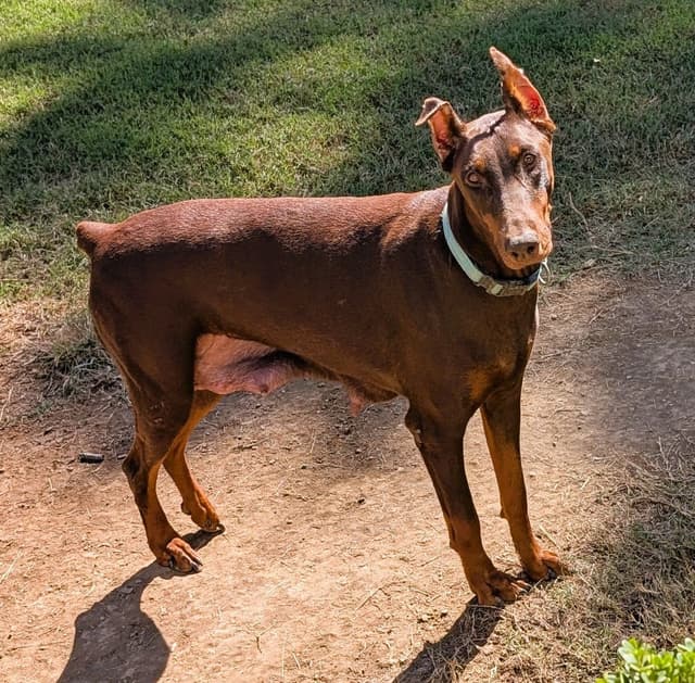 Doberman Pinscher Puppies media 21