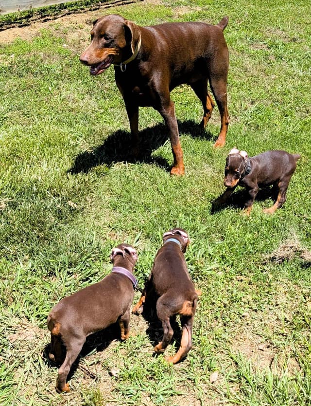 Doberman Pinscher Puppies media 25