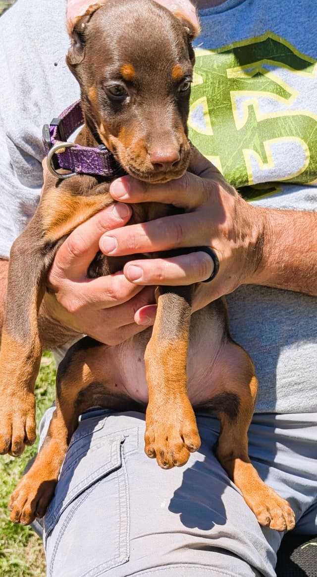 Doberman Pinscher Puppies media 24