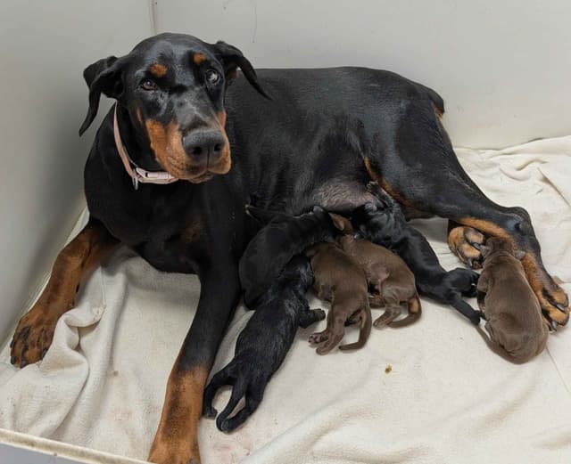 100%  European Doberman Pinscher Puppies media 3