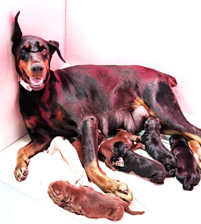 100%  European Doberman Pinscher Puppies media 2