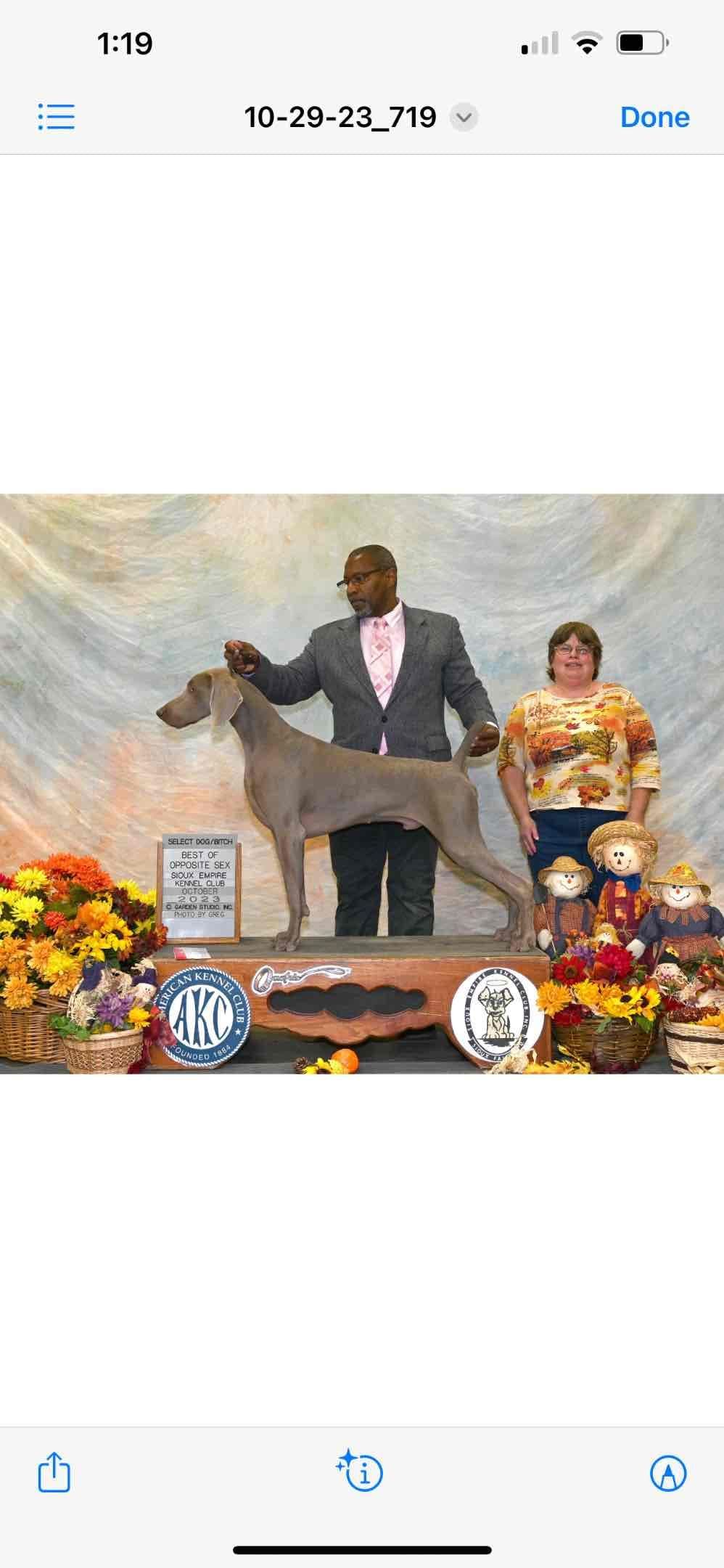 Weimaraner Puppies breeder image 1