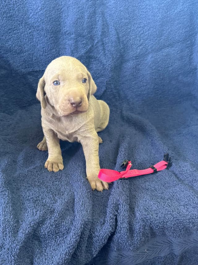 Weimaraner Puppies media 4