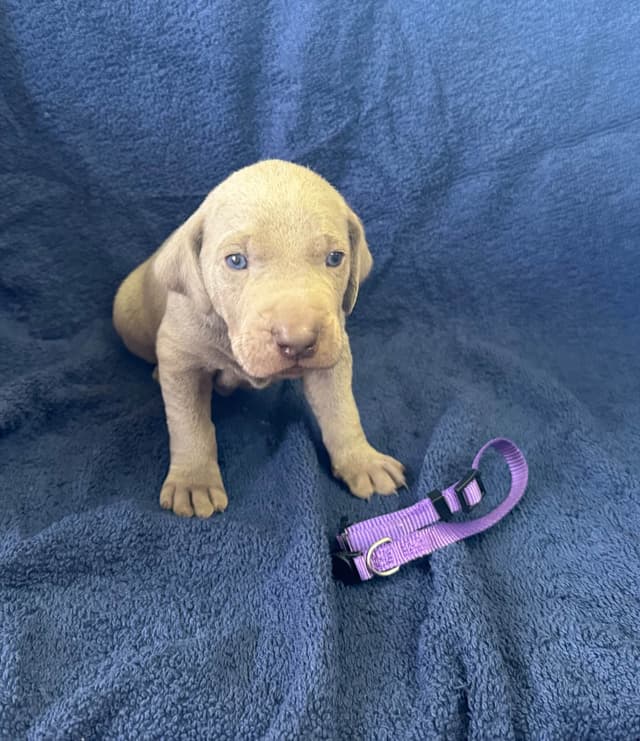 Weimaraner Puppies media 5
