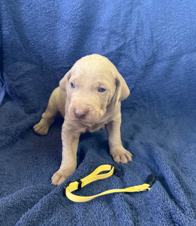 Weimaraner Puppies media 7