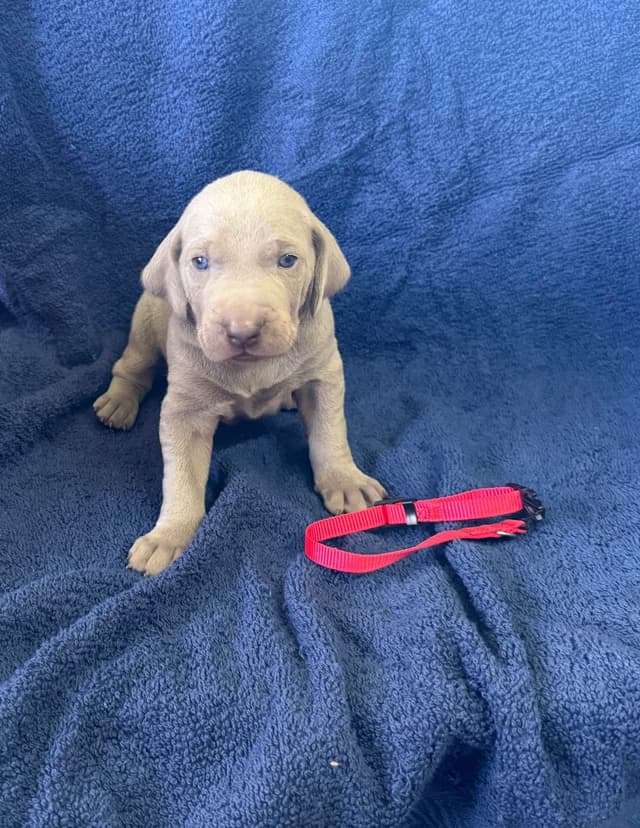 Weimaraner Puppies media 8