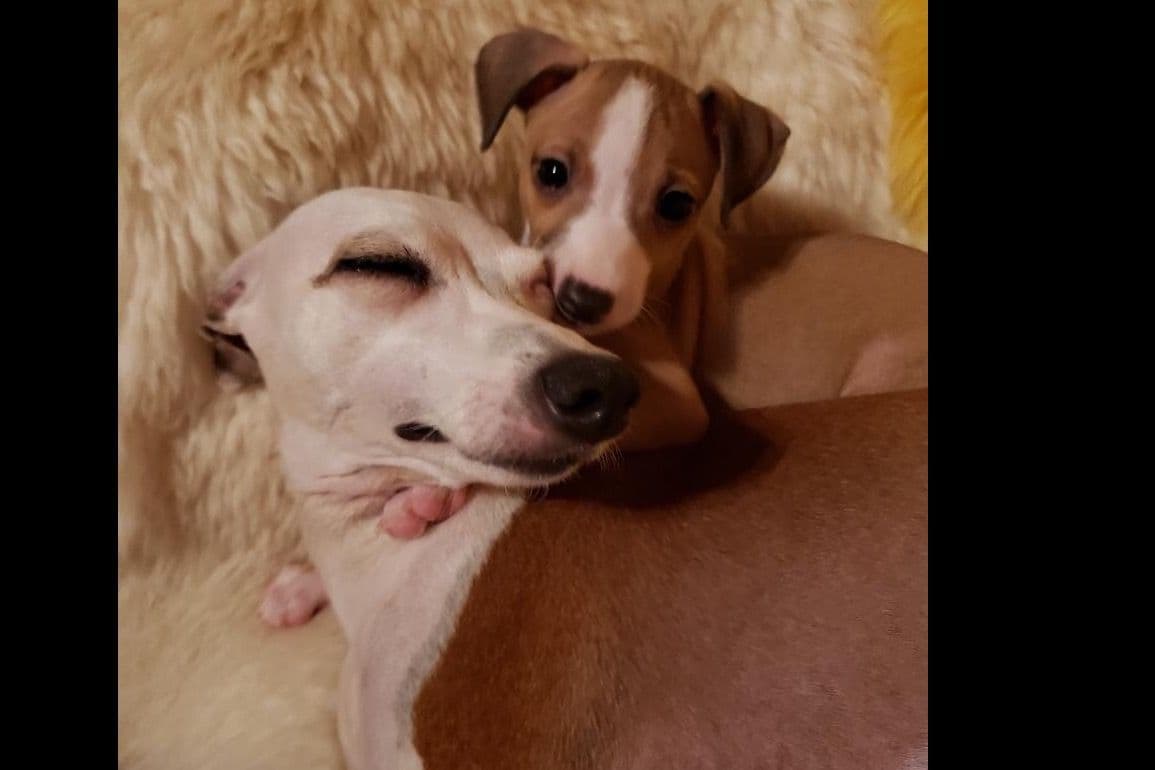 All The DoDa Day Italian Greyhounds -  Puppies breeder image 5