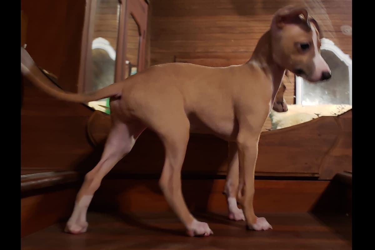 All The DoDa Day Italian Greyhounds -  Puppies breeder image 9