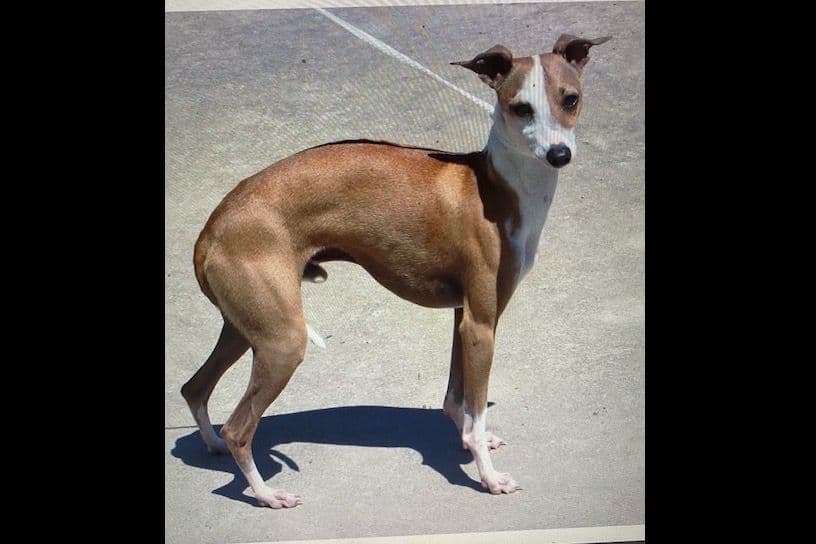 All The DoDa Day Italian Greyhounds -  Puppies breeder image 13