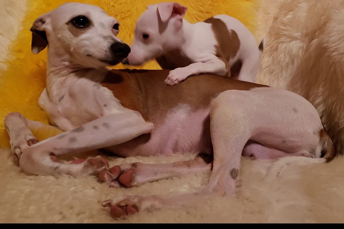 All The DoDa Day Italian Greyhounds -  Puppies breeder image 14