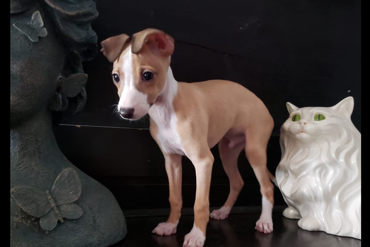 All The DoDa Day Italian Greyhounds -  Puppies breeder image 1