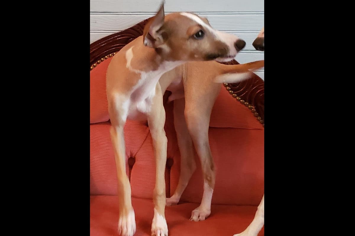All The DoDa Day Italian Greyhounds -  Puppies breeder image 21