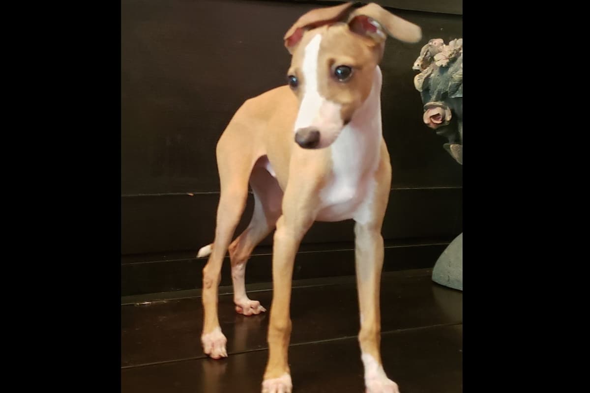 All The DoDa Day Italian Greyhounds -  Puppies breeder image 23