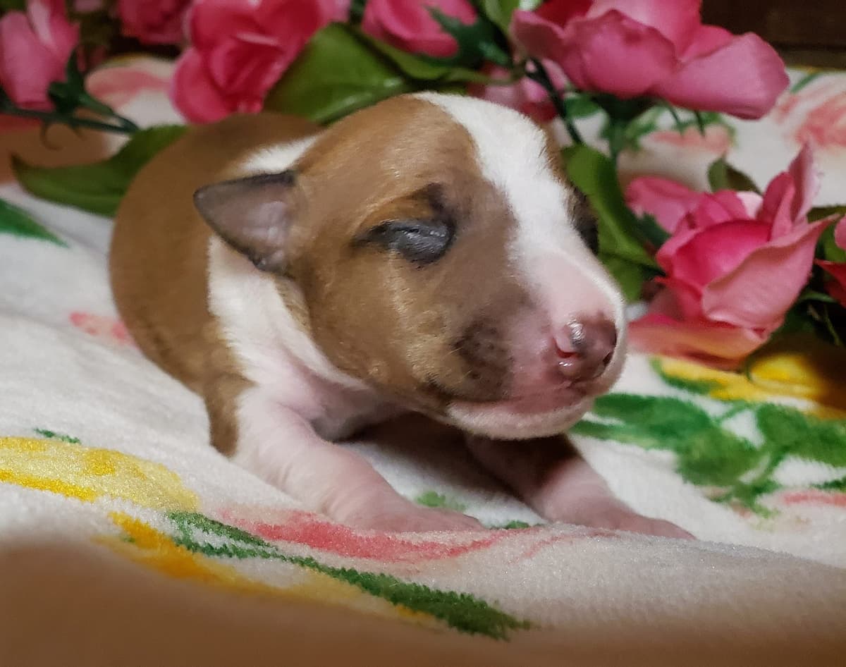 All The DoDa Day Italian Greyhounds -  Puppies breeder image 24